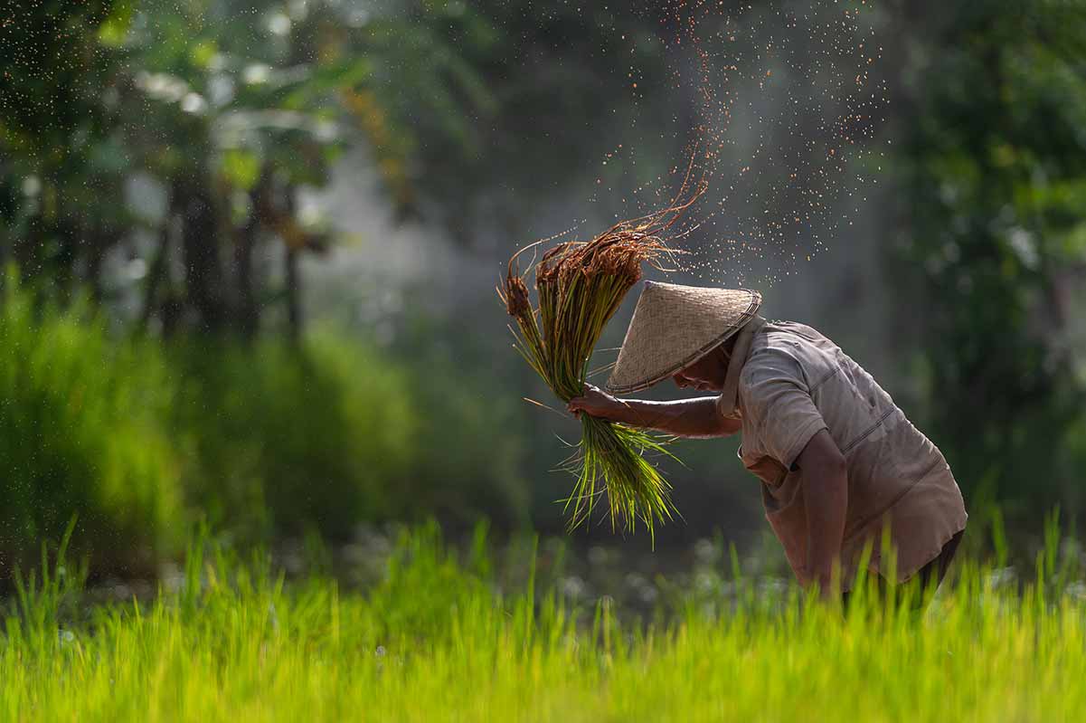 Asian farmer planting rice